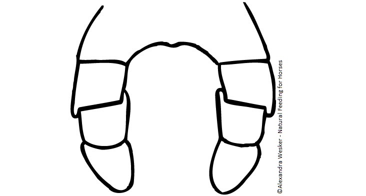 Hooks developing on the side of molars (image from the book 'Natural Feeding for Horses')
