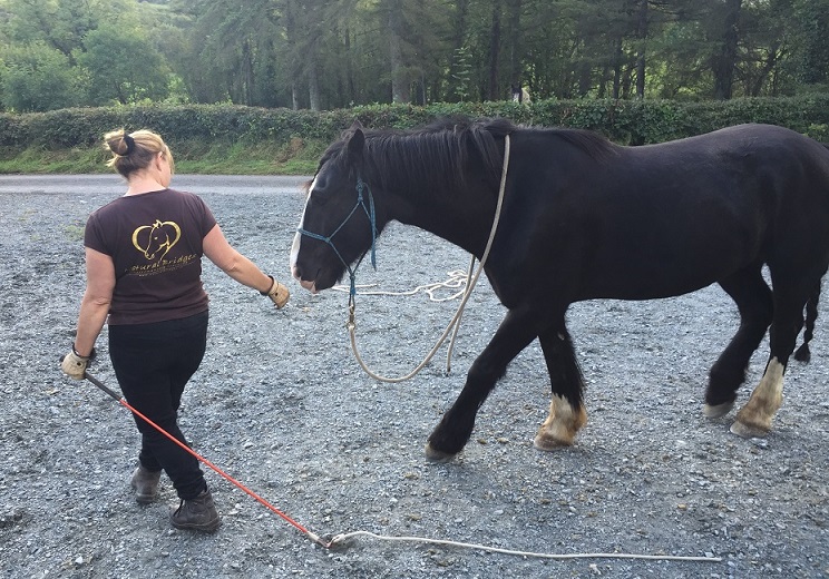 Johanna Dunn is a Natural Horsemanship trainer