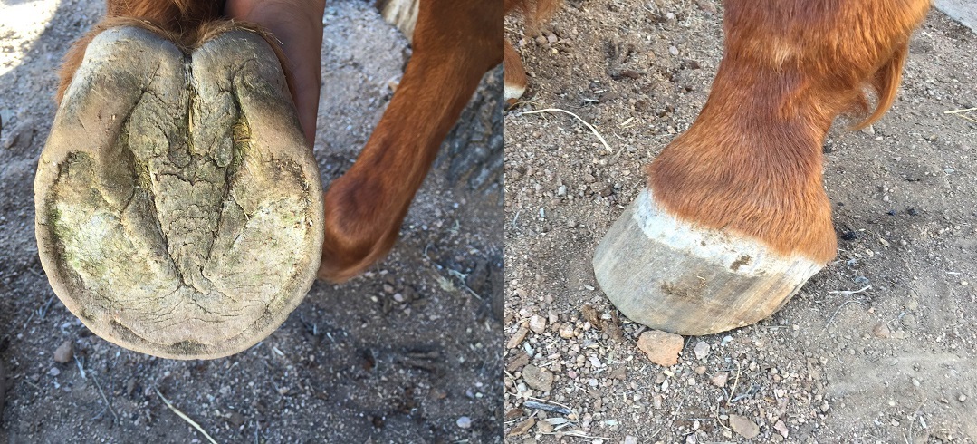 Pawing and digging aids in natural hoof care and trimming